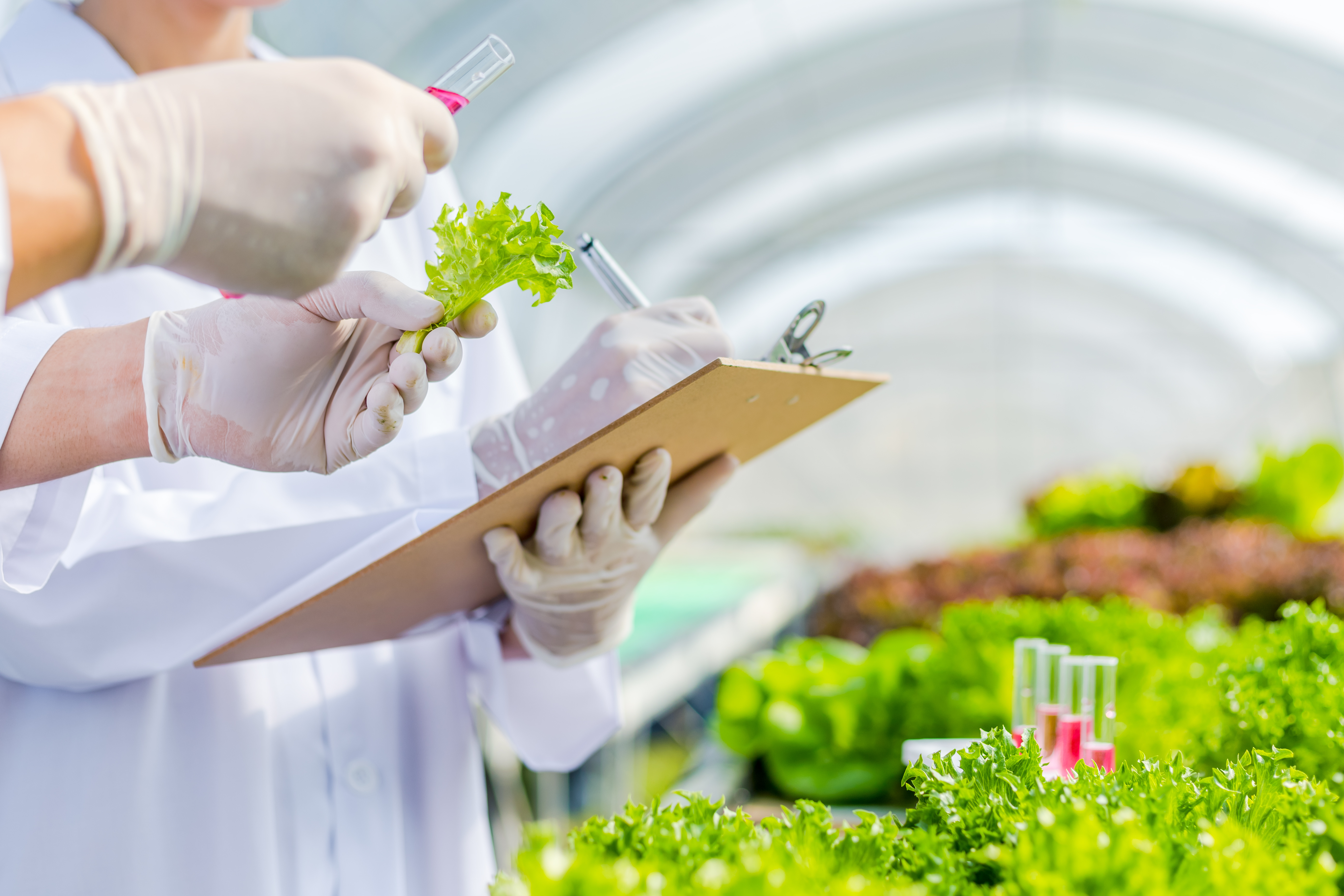 Une simple feuille de laitue pourrait être aussi efficace que la traditionnelle feuille de quai (Rumex obtusifolius) mieux connue pour soulager les symptômes d'une piqûre d'ortie (Visuel Adobe Stock 334044323)