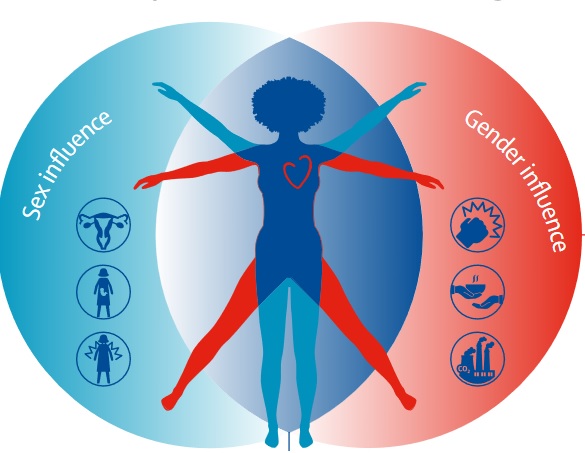 Ces experts appellent à travailler de manière urgente à réduire le fardeau mondial des maladies cardiovasculaires chez les femmes (Visuel The Lancet)