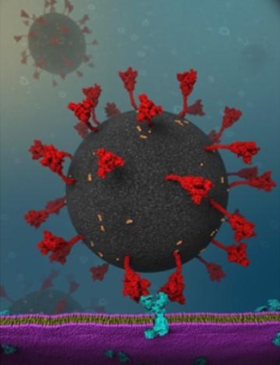 L'interaction entre la protéine de pointe du SRAS-CoV-2 et les récepteurs de l'enzyme de conversion de l'angiotensine 2 (ACE2) dans les cellules humaines est plus forte que l'interaction entre la protéine de pointe du (précédent) SRAS (Visuel Dr. Yeolkyo Choi)