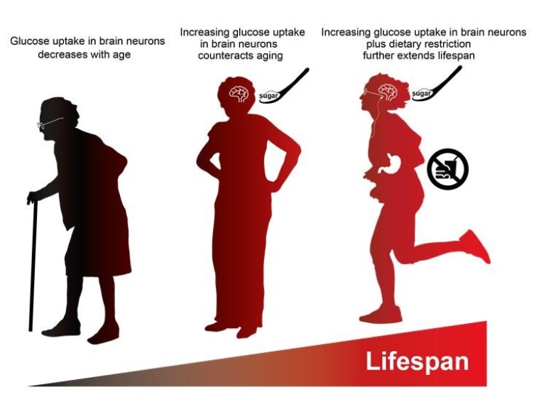 Sucre et cerveau : l'effet du glucose sur les performances