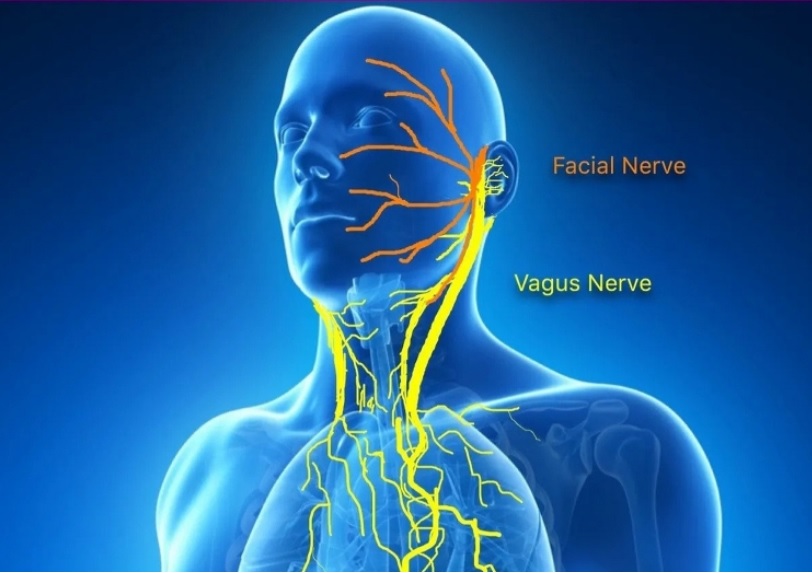 COVID long : Des effets du SRAS-CoV-2 sur le nerf vague