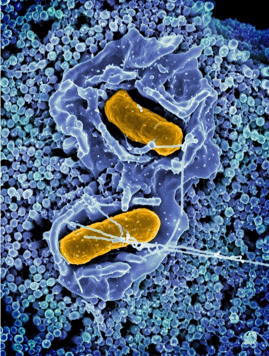 La tentative du système immunitaire d'éliminer les bactéries Salmonella du tractus gastro-intestinal facilite plutôt la colonisation du tractus intestinal et l'excrétion fécale (Visuel NIAID).