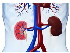 De nombreux patients COVID-19 présentent des lésions rénales aiguës, cependant on ignore les effets sous-jacents du SARS-CoV-2 sur les cellules rénales humaines (Visuel Fotolia)