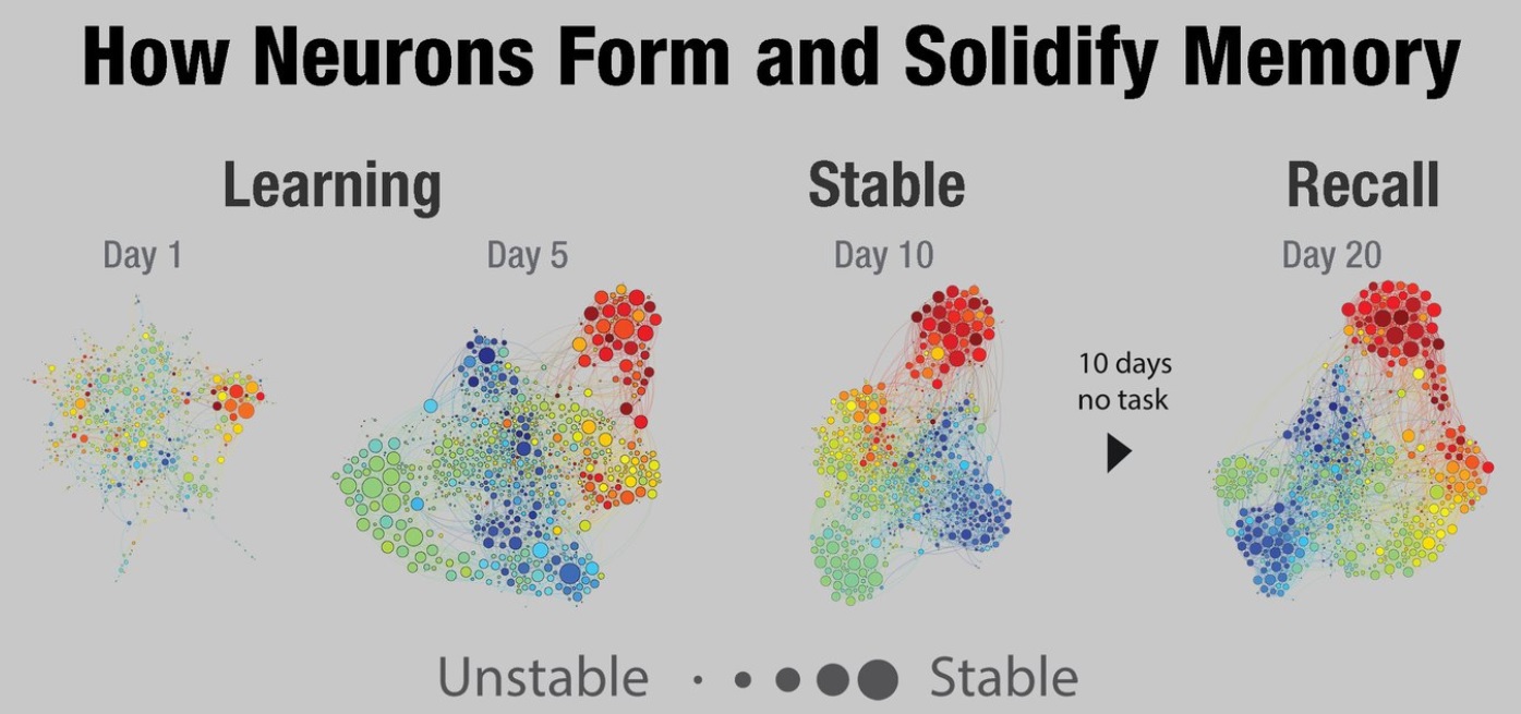 Les souvenirs « forts » ont été codés par plusieurs équipes de neurones qui travaillent ensemble de manière synchrone