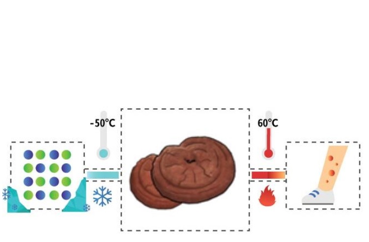 A 50° C ce sont les capacités antioxydantes et antidiabétiques qui sont optimisées (Visuel Kist).