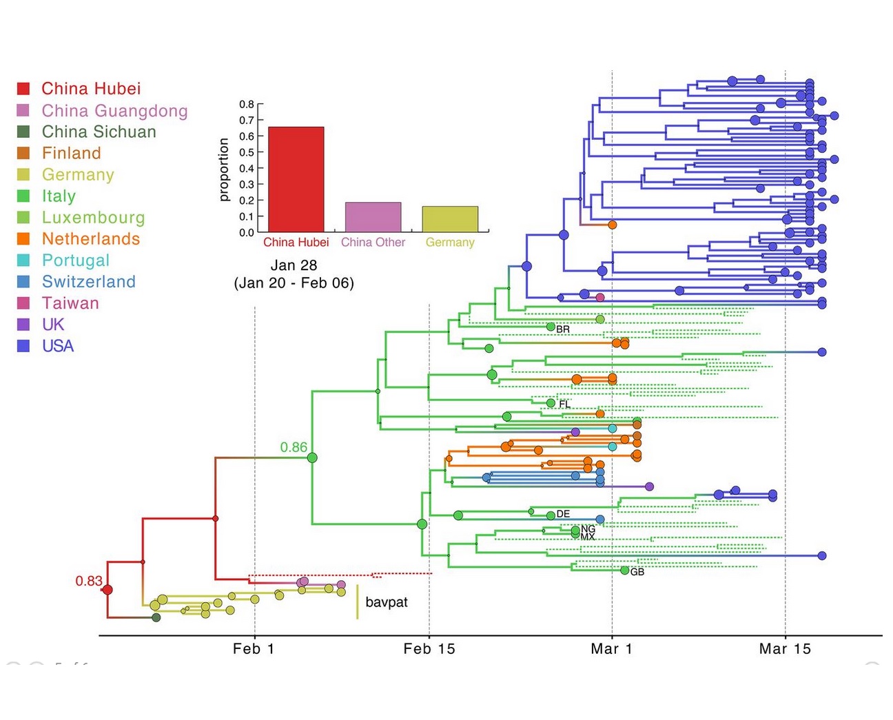 L’objectif de ces scientifiques était d’exploiter les dernières technologies, génomique, phylogénétique et analyse statistique des données des voyages, pour mener une analyse définitive de la façon dont la pandémie s'est déroulée dans l'espace et le temps, à travers le monde (.Visuel Andrew Rambaut / Université d'Édimbourg et Jeffrey Joy / Université de la Colombie-Britannique)