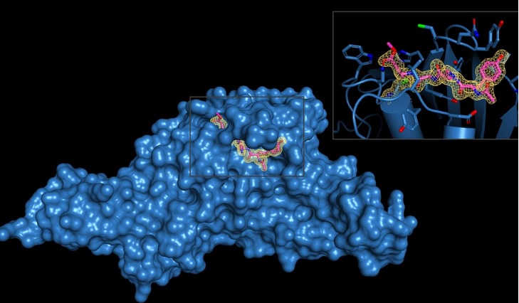 (Visuel Shaun K. Olsen, PhD, laboratory at The University of Texas Health Science Center at San Antonio (Joe R. and Teresa Lozano Long School of Medicine))