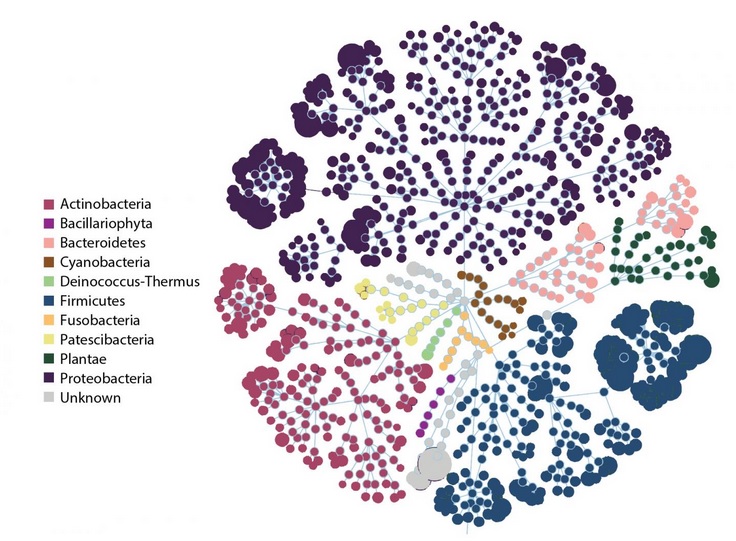 Diagramme de fleurs représentant les principaux groupes bactériens (phylums) dans le microbiome du lait de mères mam-mayas guatémaltèques (Emmanuel Gonzalez et al.)