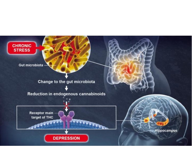 Le microbiote intestinal joue un rôle clé dans la fonction cérébrale et la régulation de l'humeur (Illustration Institut Pasteur / Pascal Marseaud)