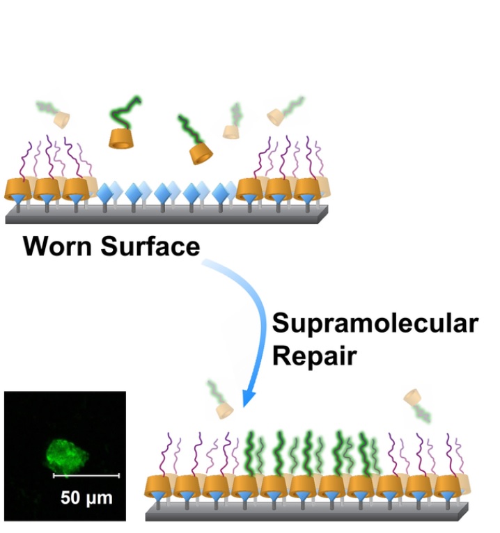 Des molécules de sucre permettent au polymère de s'accrocher aux surfaces de l’implant  et de réparer les dommages (zone réparée en vert ) (Visuel Dr Paul McGonigal & Chem)