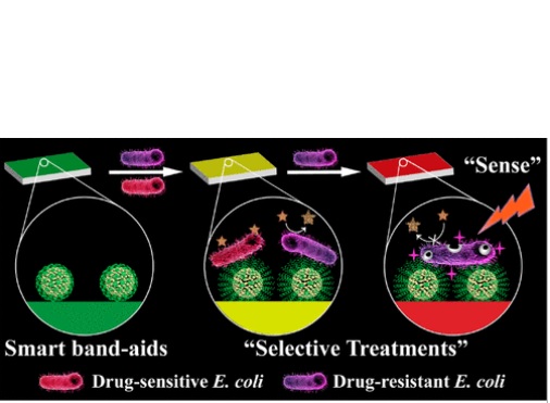 Si la plaie est infectée par des bactéries résistantes à l’antibiotique, le pansement devient rouge grâce à l'action d'une enzyme produite par les microbes résistants