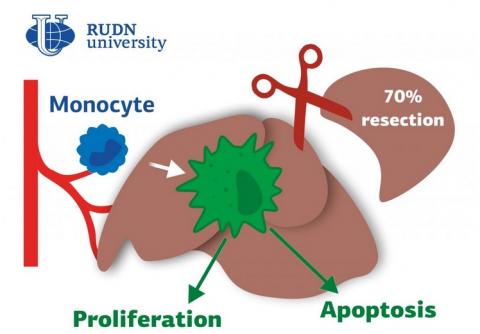 Visuel Biomedicine & Pharmacotherapy