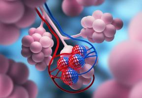 Chez les personnes atteintes de fibrose pulmonaire, les oscillations d'horloge s'étendent jusqu'aux petits espaces aériens, appelés alvéoles.