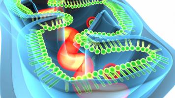 Ce découpleur mitochondrial, BAM15, apporte les premières preuves de son efficacité à favoriser un vieillissement en bonne santé, des bénéfices qui restent cependant à confirmer par de futurs essais cliniques- chez l’Homme (Visuel Adobe Stock 190162281).