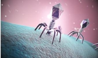 La phagothérapie ou l’utilisation de virus bactériophages ou « phages » capables d’infecter et de se reproduire dans les bactéries, en particulier dans les bactéries résistantes aux antibiotiques s’est avérée prometteuse contre les infections résistantes, dans de nombreuses études (Visuel Fotolia 119608456)