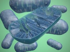 La surcharge lipidique modifie la forme mitochondriale des cellules cardiaques et perturbe ainsi l’ensemble du système mitochondrial cardiaque (Visuel Fotolia 79560621)