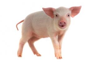 De nombreux organes du porc sont semblables aux organes humains et pourraient être des candidats intéressants pour les nombreuses greffes humaines 
