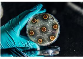  Ces avancées, présentées dans la revue Nature Communications, devraient permettre non seulement d’ouvrir les bonnes pistes pour les antimicrobiens du futur mais aussi à terme, sur un plan clinique, aider les médecins à « mieux prescrire ».