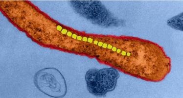 De vraies bactéries « magnétiques » ou magnétotactiques (BMT) vivantes, qui s'alignent naturellement sur un champ magnétique, c’est le nouveau vecteur préconisé pour acheminer les médicaments anticancéreux sur le site des tumeurs (Visuel Science Photo Library) 